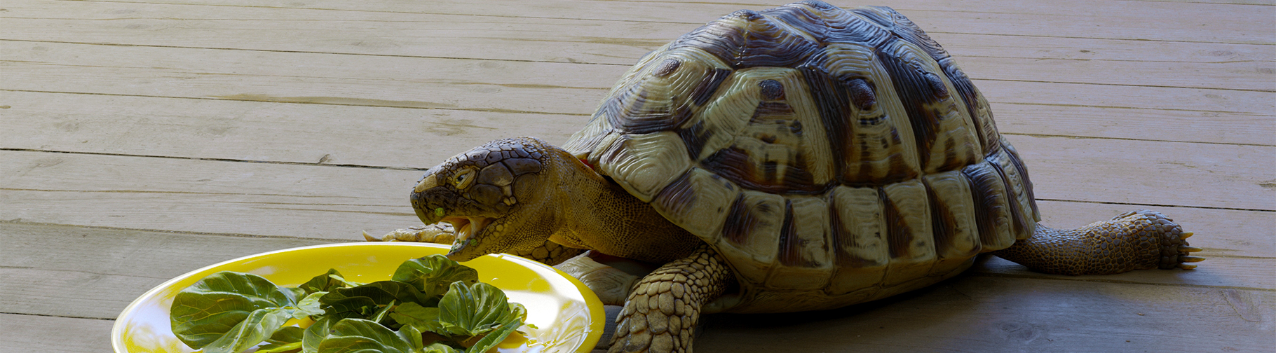 ZBrush model of a young and small Tortoise eating plants on a plate